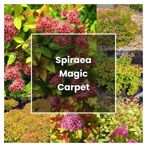 Spirea magic carpet care instructions